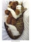 pic for cat & bear